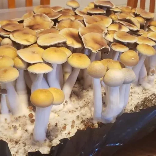 Ecuador Mushroom Spores
