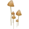 Liberty Cap Mushroom