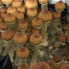 Burma Mushroom Spores