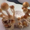 magic mushroom for sale