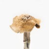 Burmese Mushroom