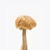 Mexican Mushrooms
